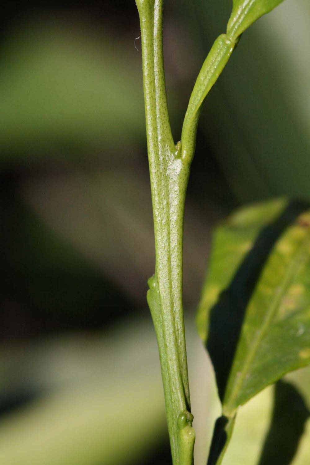            First year twig (Riverside, CA)   